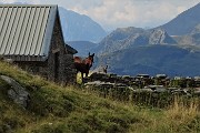 Periplo di Pizzo Rotondo (quasi vetta) e Cime di Lemma dalla Baita del Camoscio il 9 sett. 2018 - FOTOGALLERY